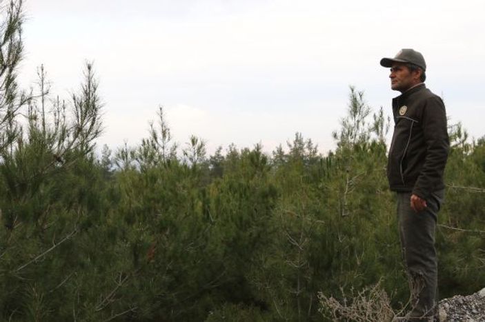 Yeni yıla çam ağacı nöbeti tutarak girecekler -1