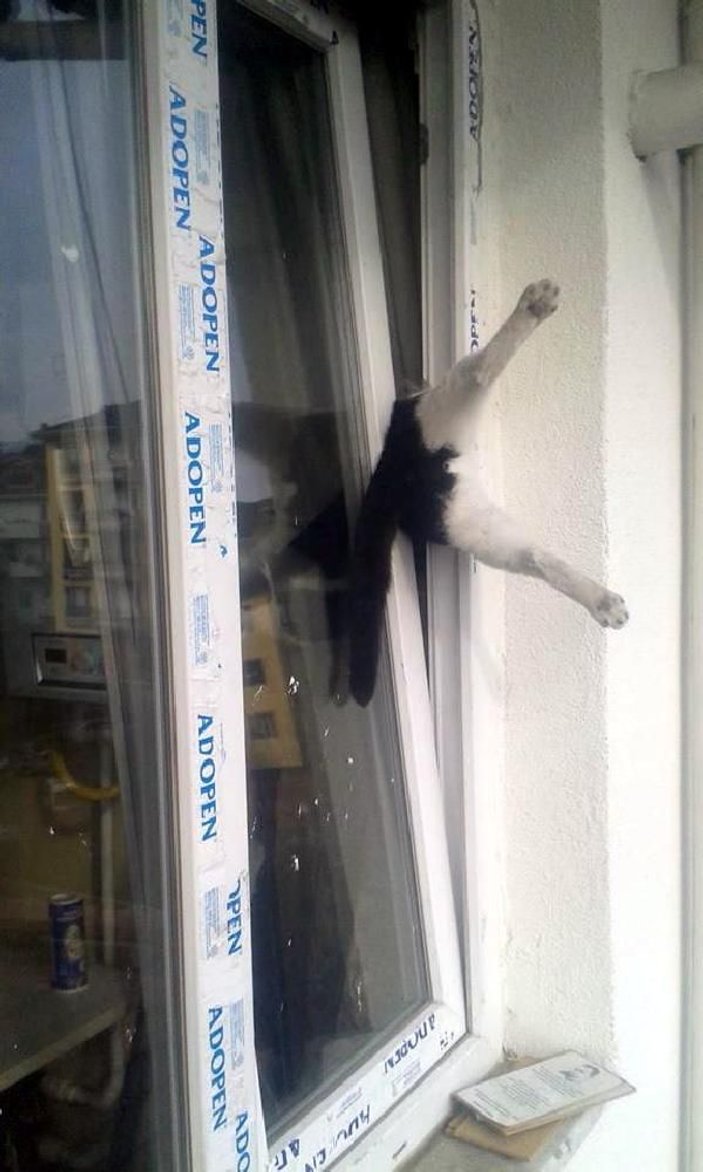 Pencerede sıkışan kediyi itfaiye kurtardı -4