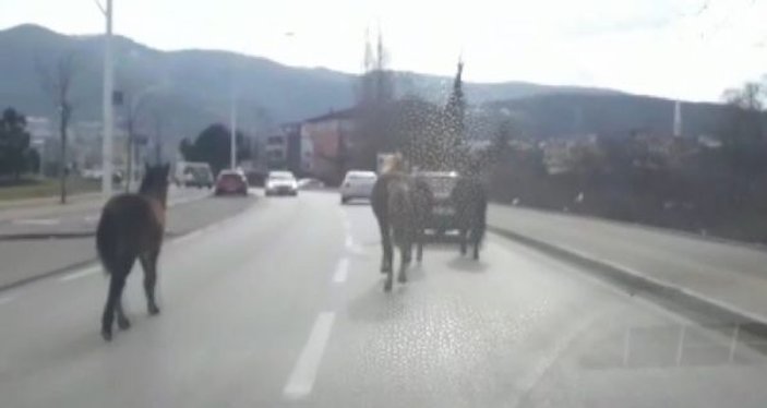 Otomobile bağladığı atları asfaltta metrelerce koşturdu -3