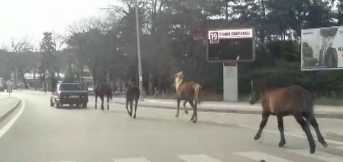 Otomobile bağladığı atları asfaltta metrelerce koşturdu -1