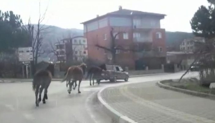 Otomobile bağladığı atları asfaltta metrelerce koşturdu -2
