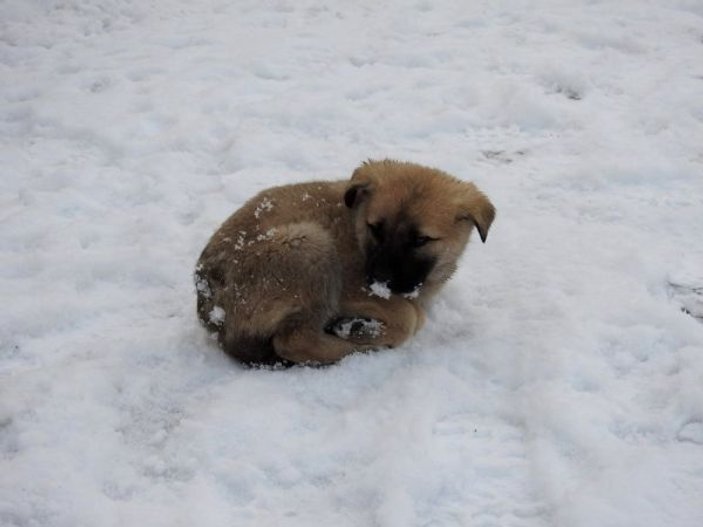 Yavru köpeklerin soğukta yaşam mücadelesi yürek burktu -4
