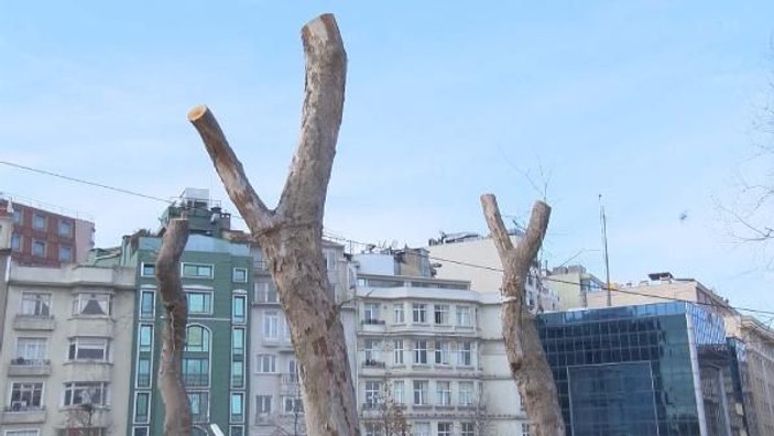 Gezi Parkı'nda 39 ağaç, yenileriyle değiştirilecek