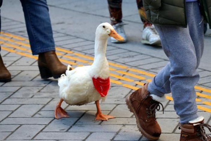 Caddede sahibinin arkasından yürüyen ördek, ilgi odağı oldu -3