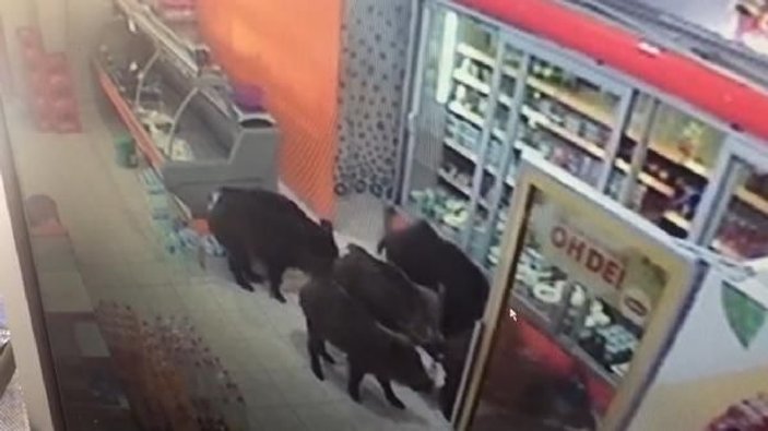 Yiyecek bulamayınca mahalleye inen domuzlar, markete girdi -1