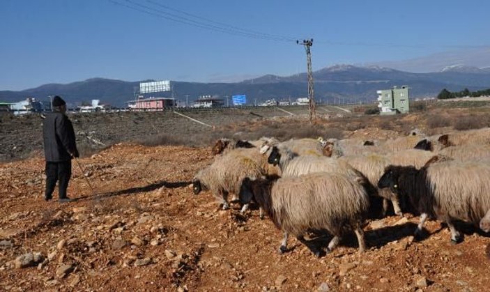 Koyun-keçi vebası rastlanan mahalle karantinaya alındı -3