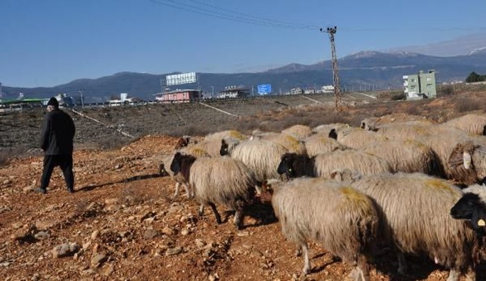 Koyun-keçi vebası rastlanan mahalle karantinaya alındı -6