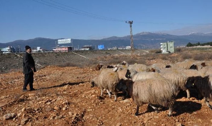 Koyun-keçi vebası rastlanan mahalle karantinaya alındı -2