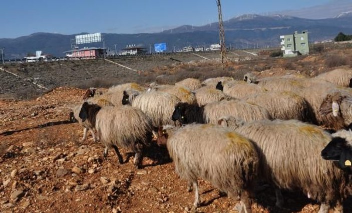 Koyun-keçi vebası rastlanan mahalle karantinaya alındı -7