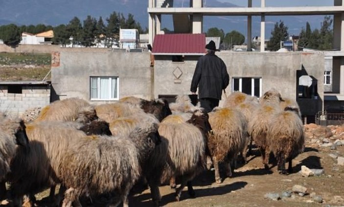Koyun-keçi vebası rastlanan mahalle karantinaya alındı -4