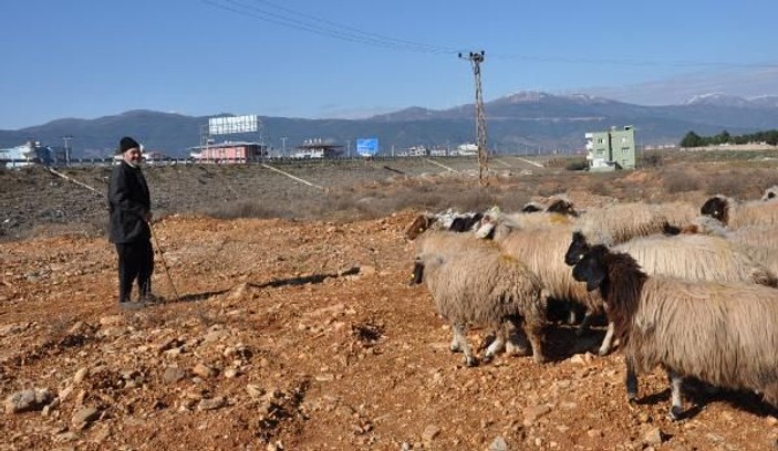Koyun-keçi vebası rastlanan mahalle karantinaya alındı -5