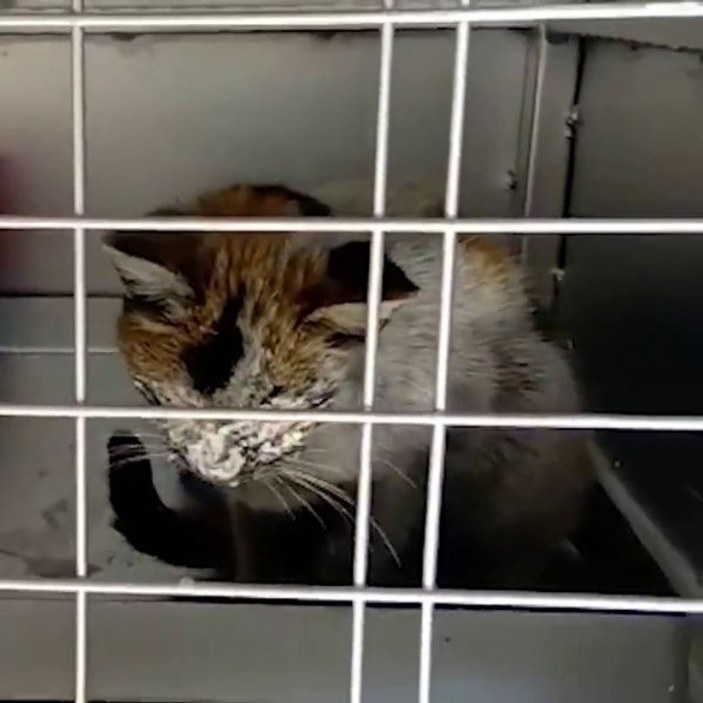 12 gün sonra enkazdan kurtarılan kedi için duygusal  paylaşım -3