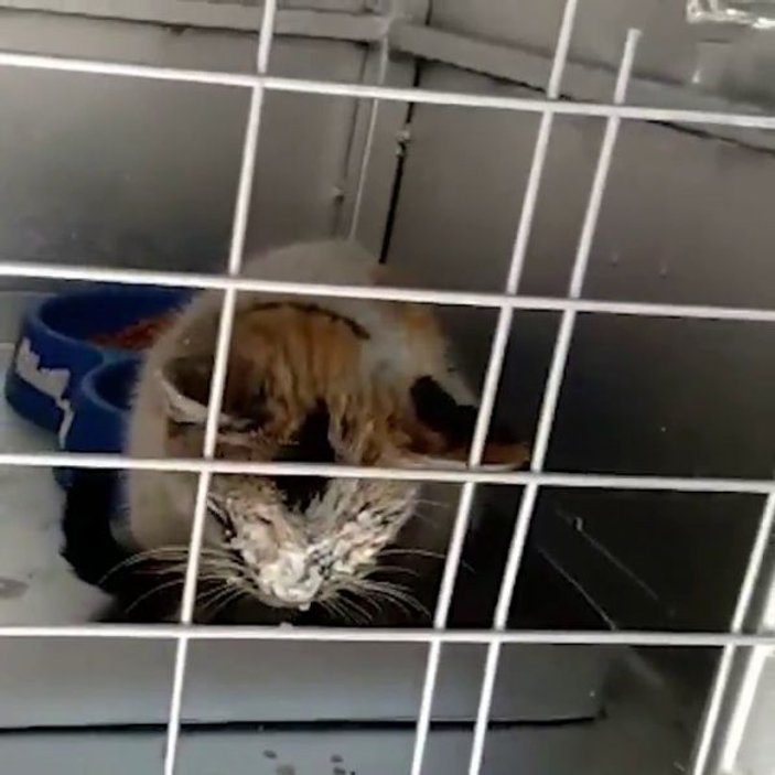 12 gün sonra enkazdan kurtarılan kedi için duygusal  paylaşım -2