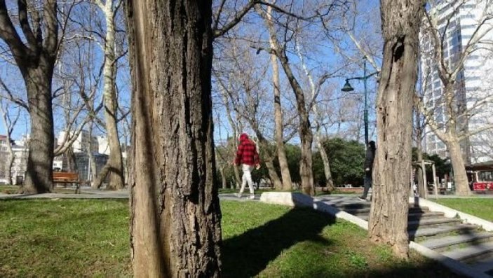 Ek fotoğraflar // Gezi Parkı'na 150 yeni ağaç dikiliyor -10