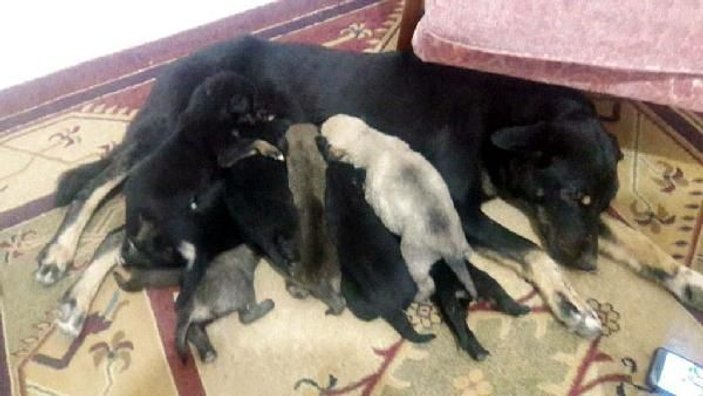 Tünelde mahsur kalan 9 yavru köpek kurtarıldı