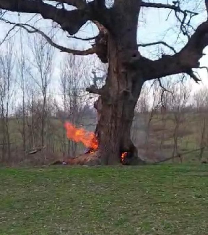 400 yıllık tarihi çınar ağacını yaktılar -1