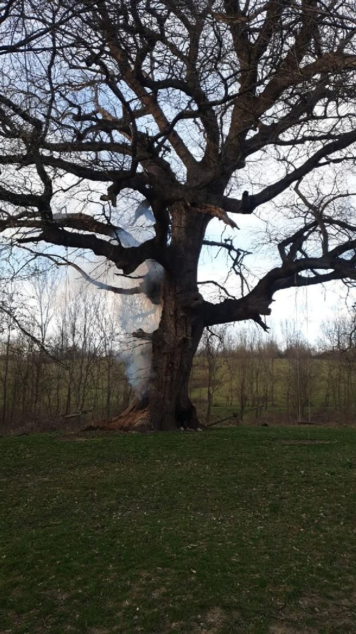 400 yıllık tarihi çınar ağacını yaktılar -2