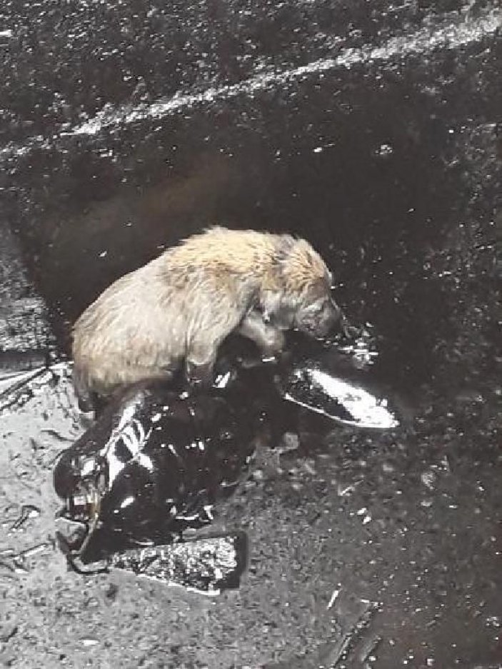 Atık petrol kuyusuna düşen yavru köpekleri çocuklar kurtardı -4