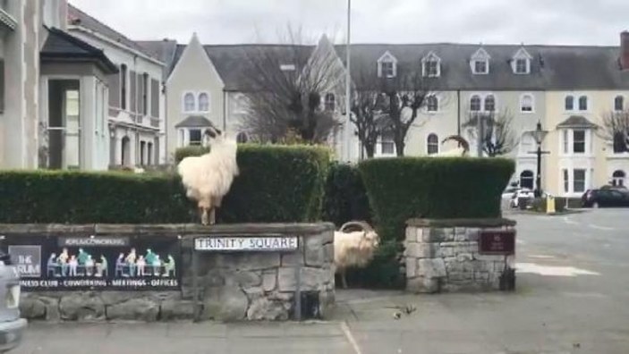 İngiltere'de sokağa inen yabani keçiler böyle görüntülendi -1