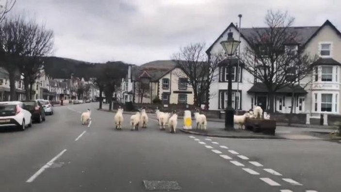 İngiltere'de sokağa inen yabani keçiler böyle görüntülendi -2
