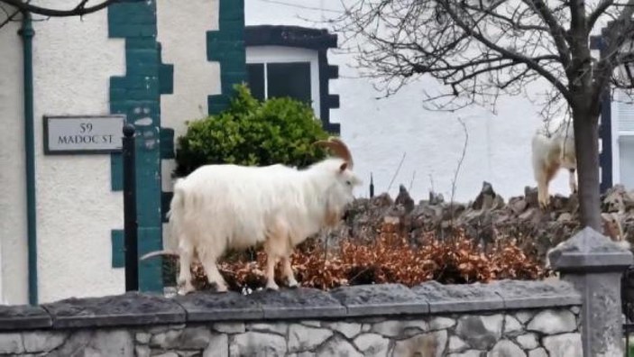 İngiltere'de sokağa inen yabani keçiler böyle görüntülendi -3