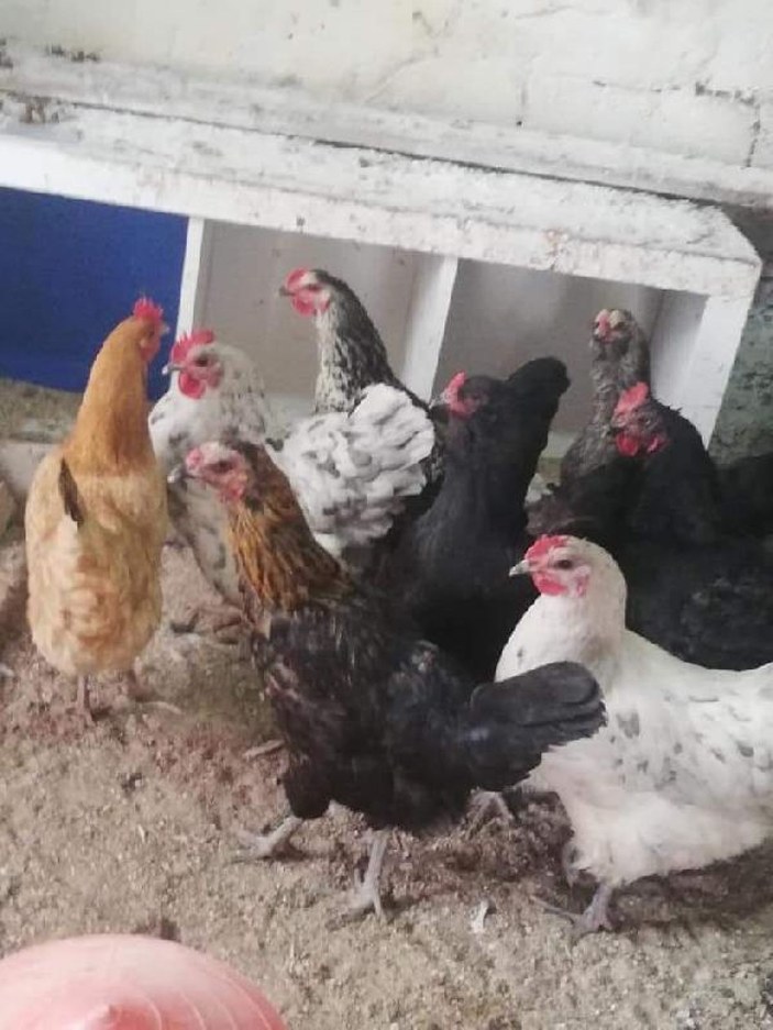 Çaldığı tavukları internetten satışa çıkarınca yakalandı -2