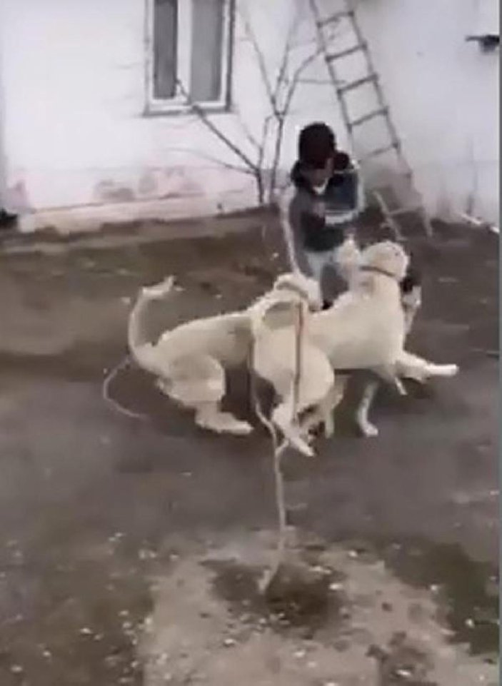 Sokak köpeğini 2 kangal köpeğiyle dövüştürdü