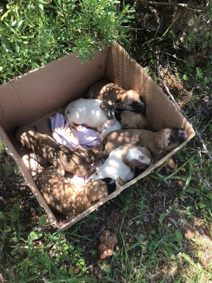 7 yavrulu köpek, tüfekle öldürüldü