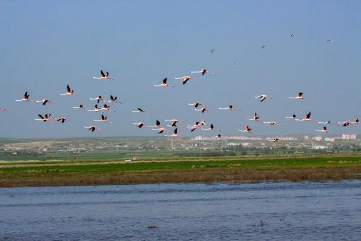 Flamingoların Tuz Gölü yolculuğu -4