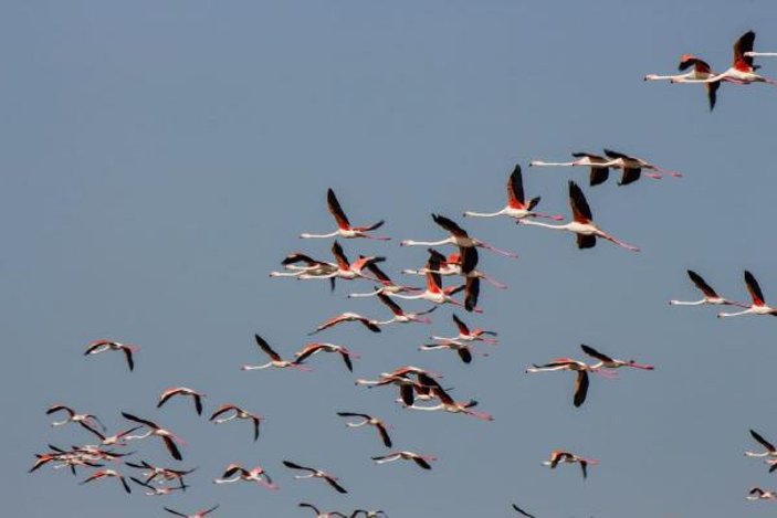 Flamingoların Tuz Gölü yolculuğu -9
