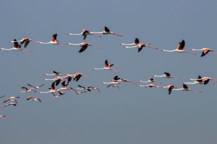 Flamingoların Tuz Gölü yolculuğu -6
