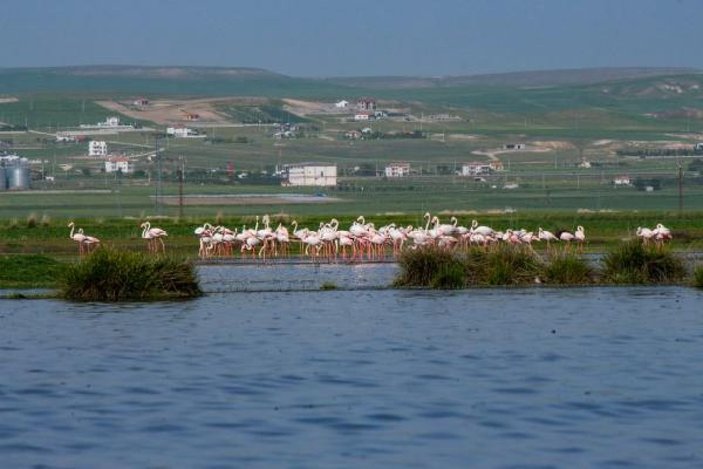 Flamingoların Tuz Gölü yolculuğu -5