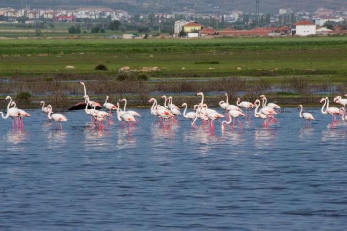 Flamingoların Tuz Gölü yolculuğu -3