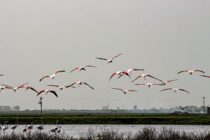 Flamingoların Tuz Gölü yolculuğu -10