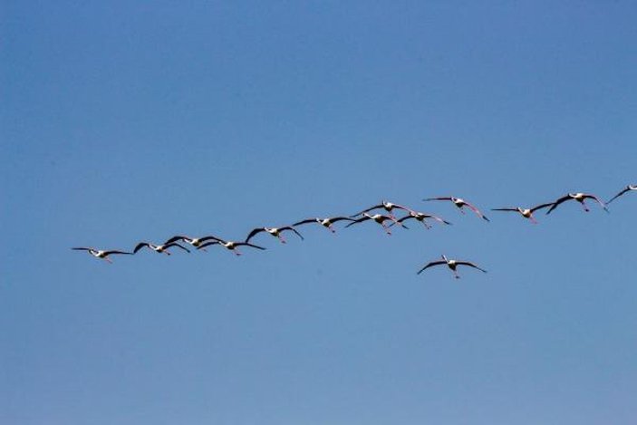 Flamingoların Tuz Gölü yolculuğu -7