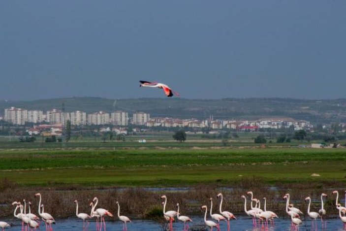 Flamingoların Tuz Gölü yolculuğu -2