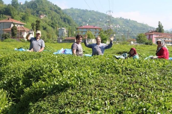 Çay işçileri gelemedi, üreticiler ailece bahçeye girdi -5