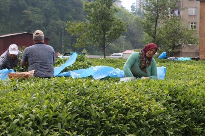 Çay işçileri gelemedi, üreticiler ailece bahçeye girdi -6