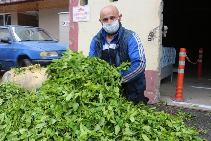 Çay işçileri gelemedi, üreticiler ailece bahçeye girdi -9