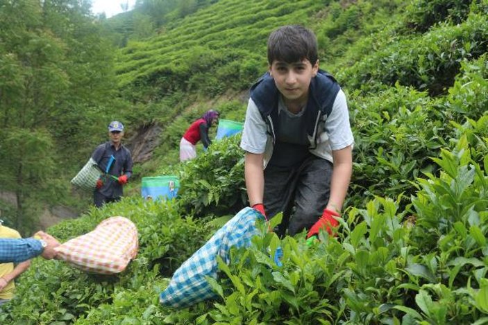 Çay işçileri gelemedi, üreticiler ailece bahçeye girdi -1