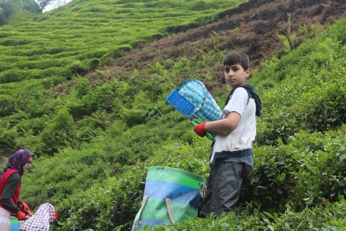 Çay işçileri gelemedi, üreticiler ailece bahçeye girdi -3