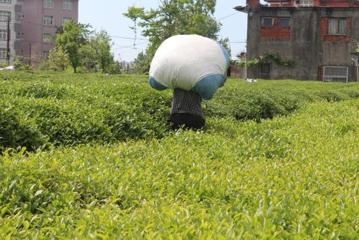 Çay işçileri gelemedi, üreticiler ailece bahçeye girdi -7
