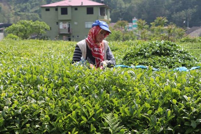 Çay işçileri gelemedi, üreticiler ailece bahçeye girdi -8