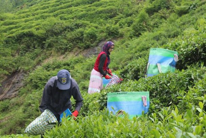 Çay işçileri gelemedi, üreticiler ailece bahçeye girdi -2