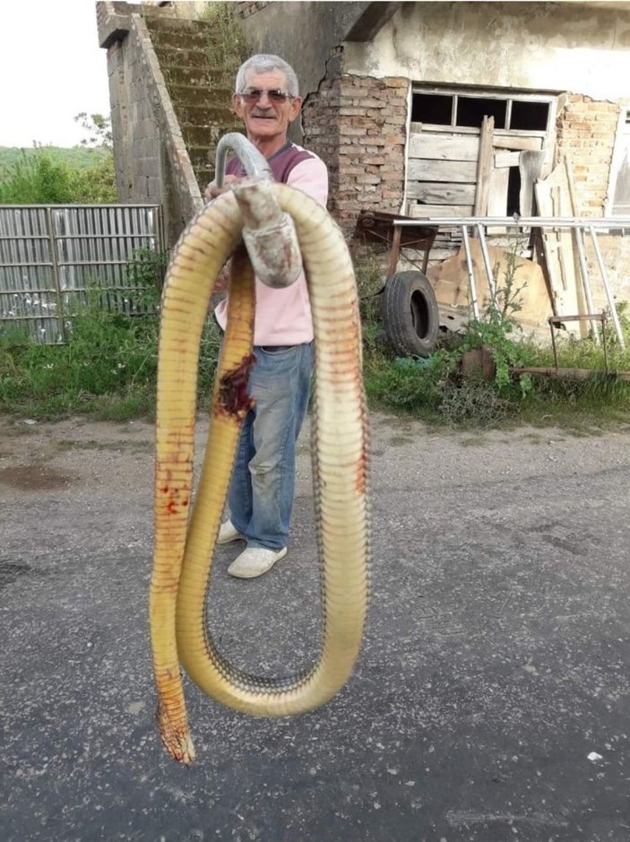 Torunlarını korumak için dev yılanı tüfekle öldürdü