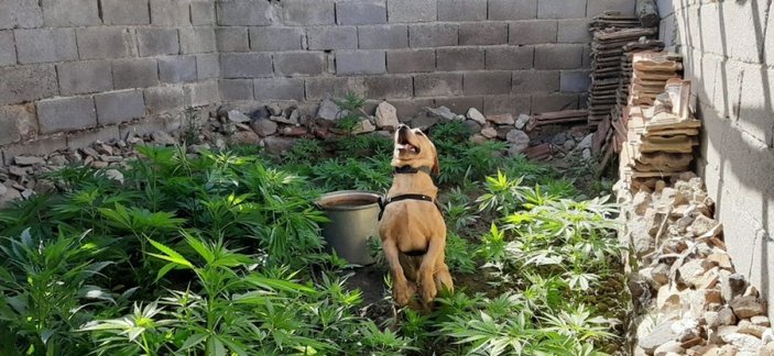 Hassas burunlu köpek Roket, kenevir bahçesini buldu