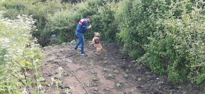 Hassas burunlu köpek Roket, kenevir bahçesini buldu