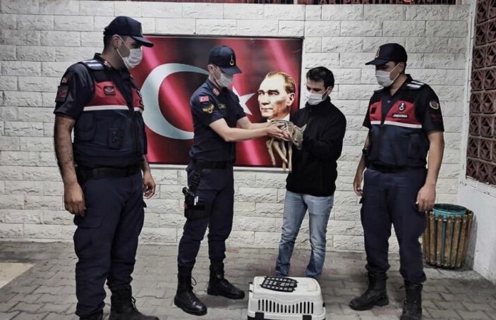i Samsun'da yavru karacaya jandarma sahip çıktı