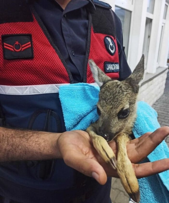 i Samsun'da yavru karacaya jandarma sahip çıktı