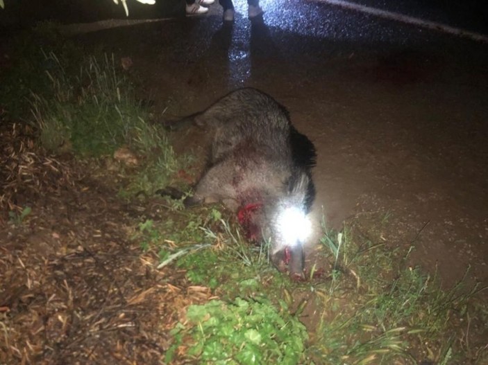 Motosikletle domuza çarpan sürücü, hayatını kaybetti